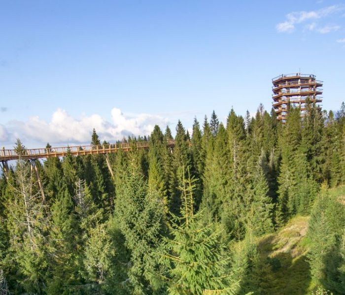 Spacer w Koronach Drzew