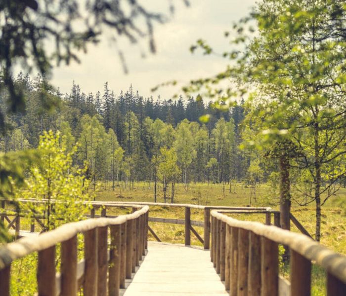 Torfowisko pod Zieleńcem